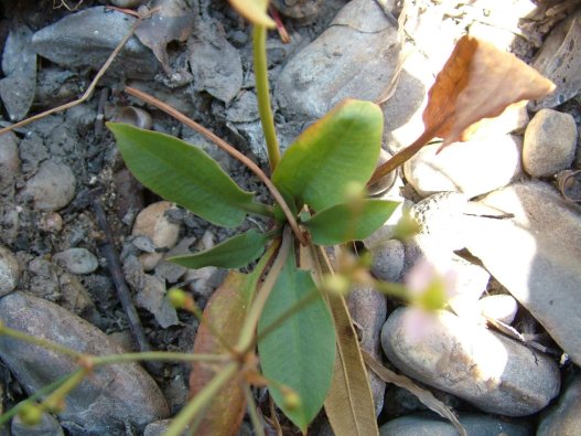 Alisma plantago-aquatica / Mestolaccia, piantaggine d''acqua